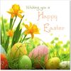 doodlecards Easter Card Daffodils and Eggs Square Size with Plain Envelope