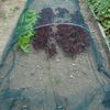 Tenax 06846 Protection Net 2 x 5 m Green