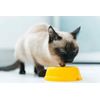 cat digestive aid constipation - CAT PROBIOTICS - cat probiotic chews 2B