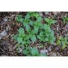 Pure Herbs: Peppermint Oil - 4 oz.