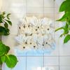 Exfoliating Ramie Sponge 10 Pack | Exfoliating Wash Cloth | Compostable | Loofa