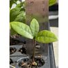 Miracle Fruit Plant Synsepalum dulcificum tree (Miracle berry)