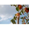 Tomorrow I am Persimmon Tree Noboru Feminine Wash Large Body Soap, 11.8 fl oz (350 ml)