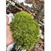Live Broom Fork Moss