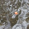 Loon Outdoors Biostrike Strike Indicator: Pink