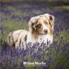 Hilton Canine LBM Herbal Solution 250 ml