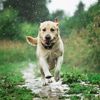 CeladaPlanet Bark Collar for Dogs - Water Resistant Adjustable  AntiBark Remote