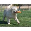 Veggout Zigoo Pet Dog Toy, 7-Inch, Orange