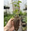 Sweet Mock Orange Starter Plant.