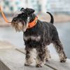 DOG Copenhagen Urban Explorer 3.0 Collar, Mediumocca, Medium
