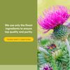 NATURAL FACTORS Milk Thistle Extract 250 Mg, 90 CT
