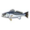 Speckled Trout - 12" Vinyl Sticker Waterproof Decal