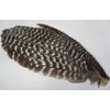 1 Juvenile Wild Turkey Grade #1 Primary Wing Left Prayer Fan/Flapper