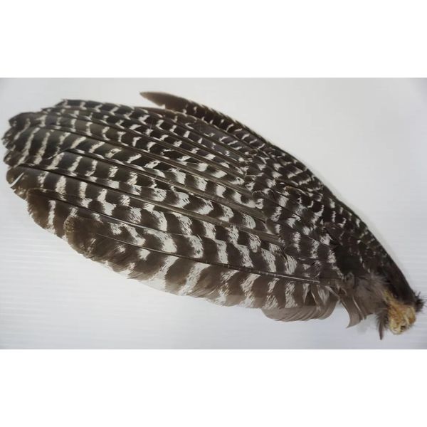 1 Juvenile Wild Turkey Grade #1 Primary Wing Left Prayer Fan/Flapper