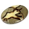 CrystalAge Septarian Palm Stone ~70x50mm