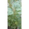 USA 2000+  Amaranth Seeds Green Stripe Leaf