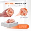 Human Brain Model Anatomy Teaching Brain Model 9-Part Labeled Life Size
