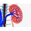 Good For Stress - KIDNEY SUPPORT 700mg - Buchu Leaves 2B