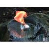 UST WetFire Tinder, 5-Pack
