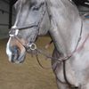 John Whitaker Ready to Ride Martingale Cob Havana