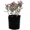 princess rhododendron blue ice