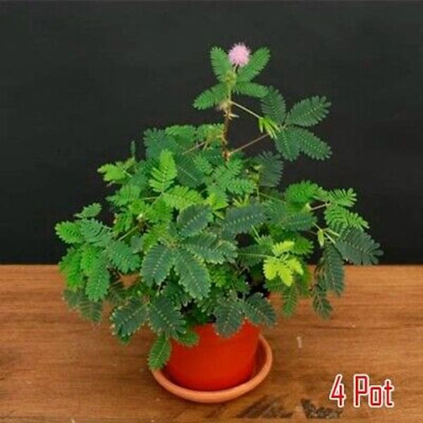 Mimosa Pudica Live Sensitive Unusual Tropical Pink Flowering Plant In 4'' Pot