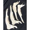 4 Real Whitetail Deer Jaw Bones with Teeth