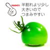 Food Sample Magnet, Mini Tomatoes (Green), 241 OM