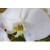 12 Phelaenopsis Orchid Seeds
