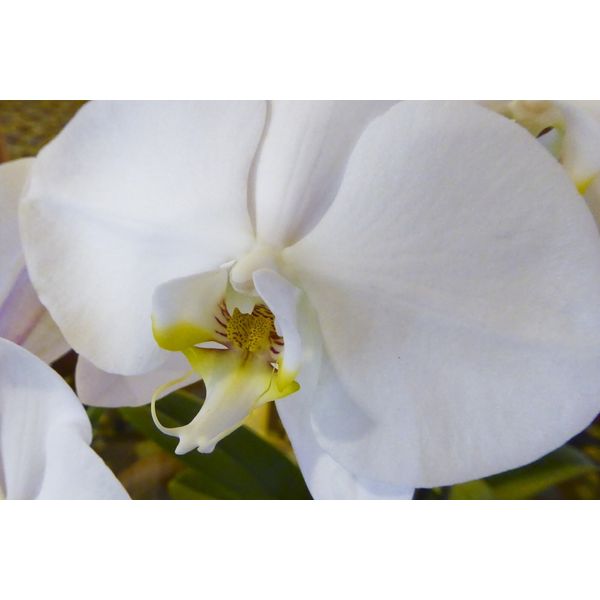 12 Phelaenopsis Orchid Seeds
