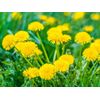 diuretic dandelion - DANDELION ROOT Extract Powder - 1 Bottle 60 Capsules