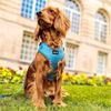 Adjustable Dog Collar with Neoprene Padding Features a Durable D Ring, in Adorable Designs. (Pawfect Waves, Extra Small)