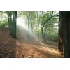 GUIDED MEDITATION FOREST JOURNEY CD, VISUALISATION RELAXATION