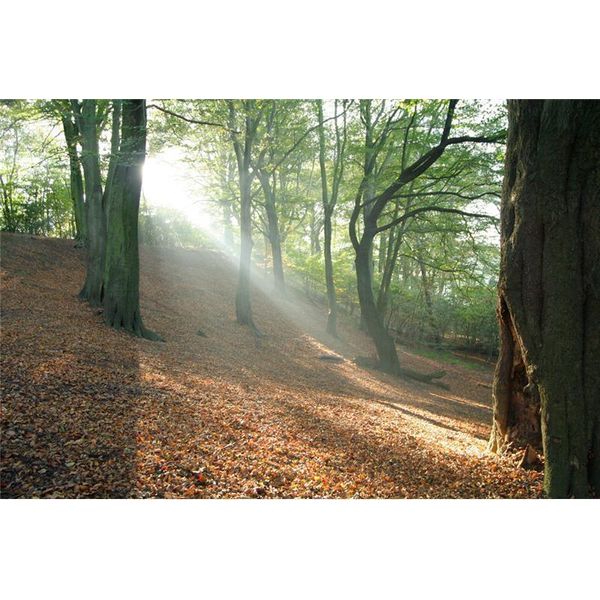 GUIDED MEDITATION FOREST JOURNEY CD, VISUALISATION RELAXATION