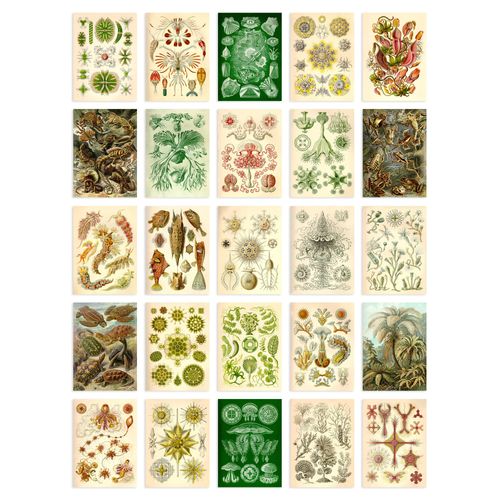 Artery8 50 Pcs Botanical Aesthetic Haeckel Colourful Collage Kit Wall Art Prints A6 Set Pack 14.8 x 10.5 cm (5.8 x 4.1) Bedroom Wall Home Bathroom Pictures Sea Art