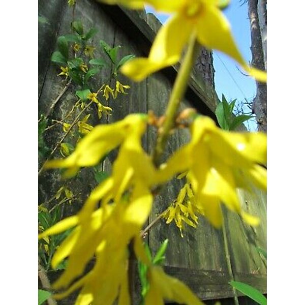 5 Cuttings Yellow Bell' Forsythia Hardy, Ornamental Bush Perennial + instruction