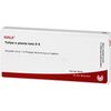 Tulipa e planta tota D6 Wala Ampullen, 10X1 ml AMP