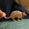 Schleich Wildlife Armadillo 14874