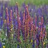 Clary Sage 10ml Incent Essential Oil Essential Oil