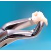 Dental Extracting Extraction Forceps # 150+151+23 Set Surgical Inst German Grade