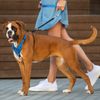 Rogz Stop Pull Dog Harness Reflective Classic X-Large Blue