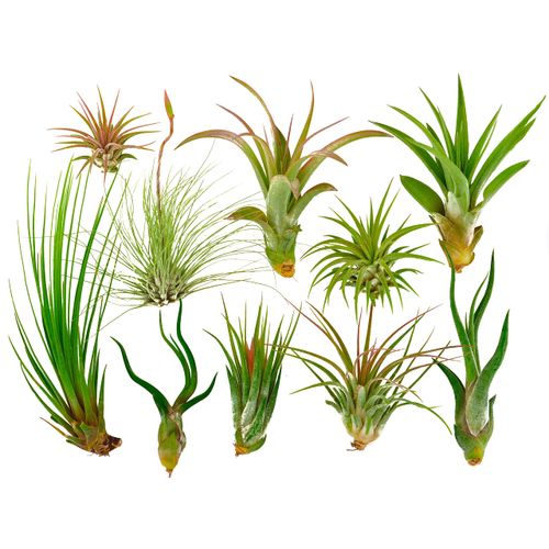 It Blooms Rainforest Grown 10 Pack Assorted Air Plants - Live Tillandsia - Easy Care House Plants - 30 Day Guarantee