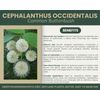 Cephalanthus occidentalis  | Buttonbush Cuttings | 12" Fresh Cuttings | Native