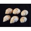 24 Select Babylonia Spirata Shells Seashells 1" - 1 1/2" Shellcraft Beach Crafts Nautical Decor Beach Wedding