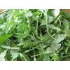 Bulk Non GMO Arugula Seeds (1 lb) 165,000 Seeds