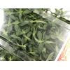Osaka Prefecture Japanese Herb Thyme, 1 Pack