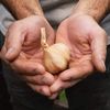 Whole Black Garlic - 1.5 pounds