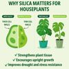Silica Strength – Liquid Silica Supplement for Houseplants
