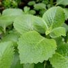 Candida Away herbal supplement - CANDIDA CLEANSE - Black Walnut Hull 1Bot