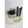 GRAPEFRUIT & MINT - Moisturizing Handmade - Homemade Clay Bar Soap, wt.  4oz